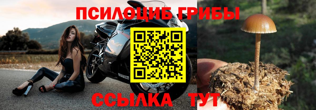Галлюциногенные грибы Psilocybe  Вход с VPN  Шелехов 